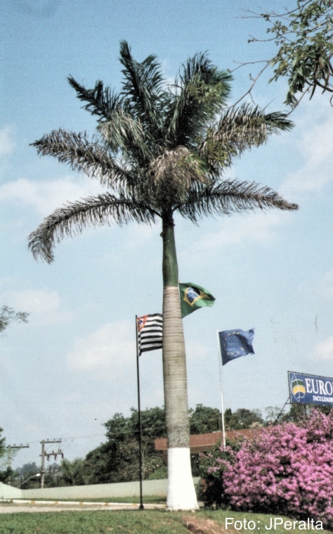 palmeira imperial2 1_Fotor